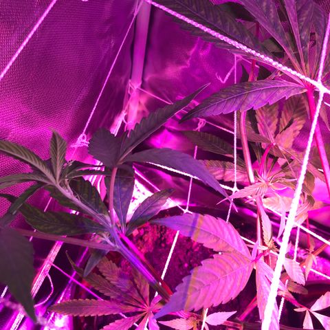 JANE 1 CLONE growlog photo: Many flowering sites and the topping/Fimming looks good. I think i Have 3 stems from the FIM. Not sure. 