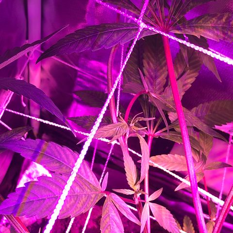 JANE 1 CLONE growlog photo: Many flowering sites and the topping/Fimming looks good. I think i Have 3 stems from the FIM. Not sure. 