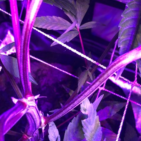 JANE 1 CLONE growlog photo: Many flowering sites and the topping/Fimming looks good. I think i Have 3 stems from the FIM. Not sure. 