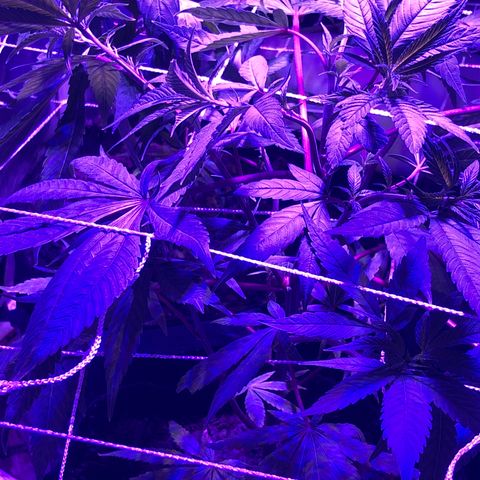 JANE 1 CLONE growlog timeline photo