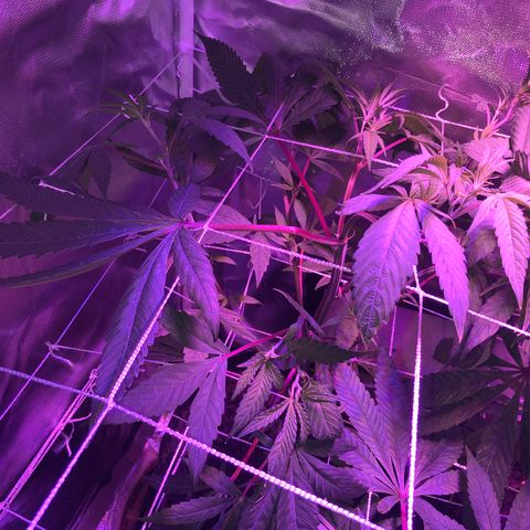 JANE 1 CLONE growlog timeline photo