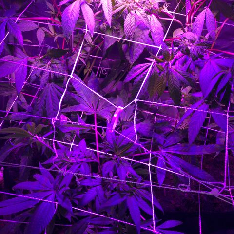 JANE 1 CLONE growlog timeline photo