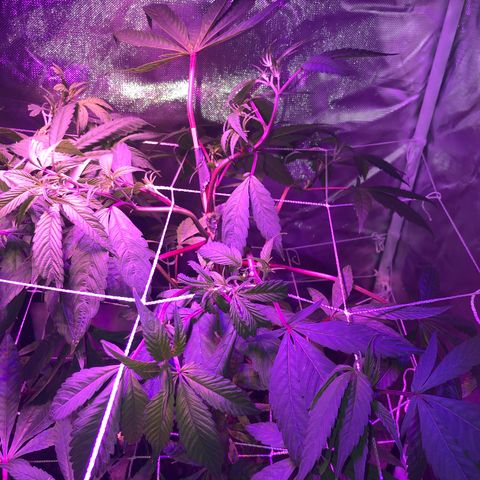 JANE 1 CLONE growlog timeline photo