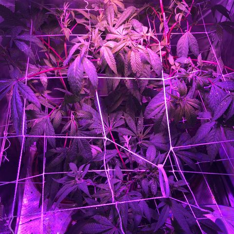 JANE 1 CLONE growlog photo: After foliar spray of cal-mag