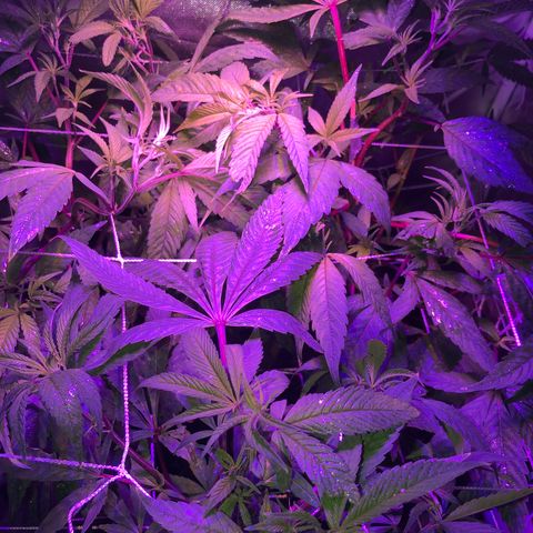 ZA CLONE growlog timeline photo