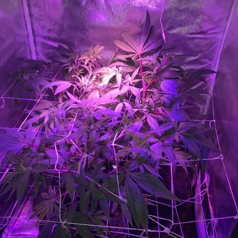 ZA CLONE growlog timeline photo