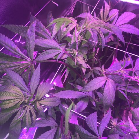 JANE 2 CLONE growlog timeline photo