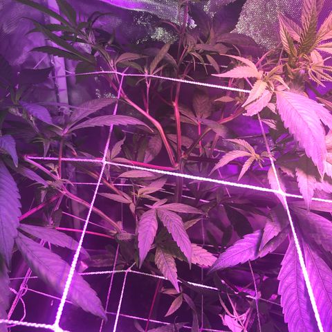 JANE 1 CLONE growlog timeline photo