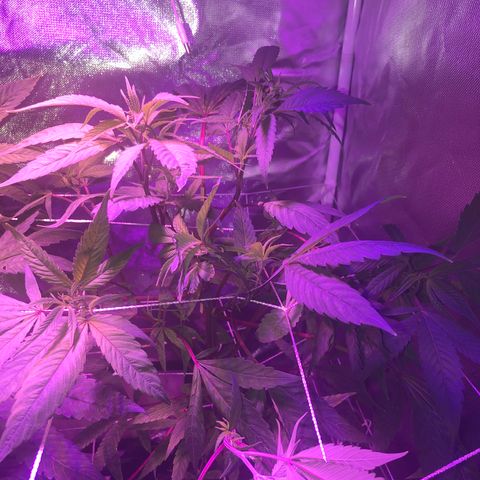 ZA CLONE growlog timeline photo