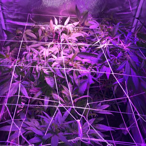 JANE 1 CLONE growlog timeline photo