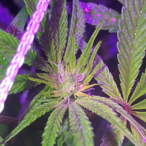 JANE 1 CLONE growlog timeline photo