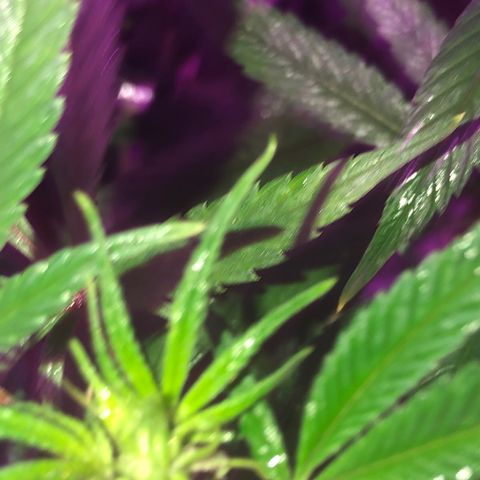 JANE 1 CLONE growlog timeline photo