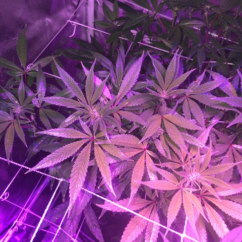 JANE 1 CLONE growlog timeline photo