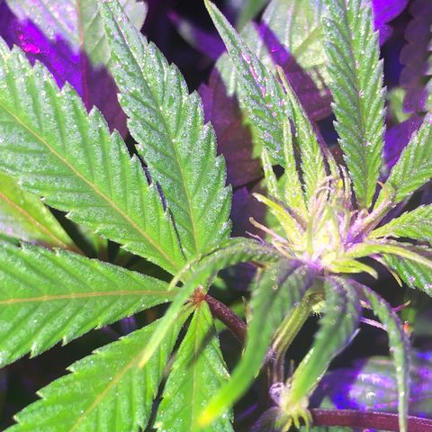 JANE 1 CLONE growlog timeline photo