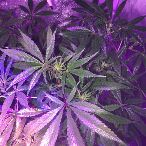 JANE 1 CLONE growlog timeline photo
