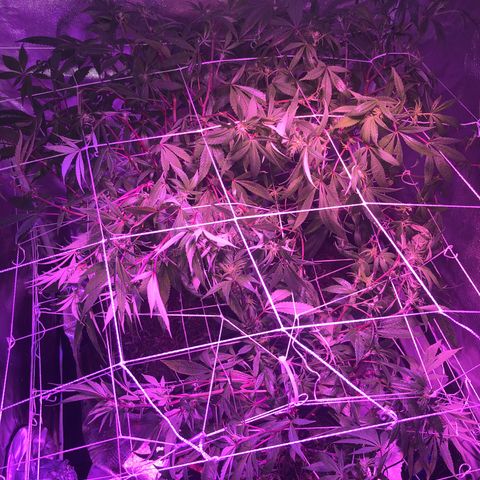 JANE 1 CLONE growlog timeline photo