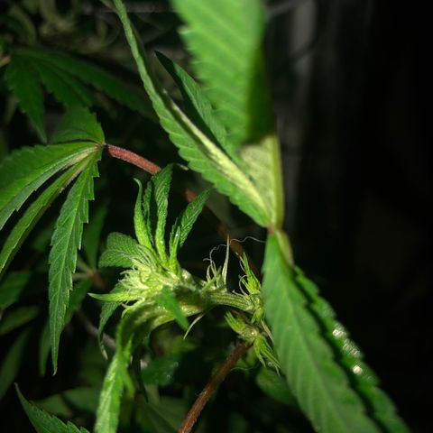 JANE 1 CLONE growlog timeline photo