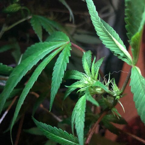 JANE 1 CLONE growlog timeline photo