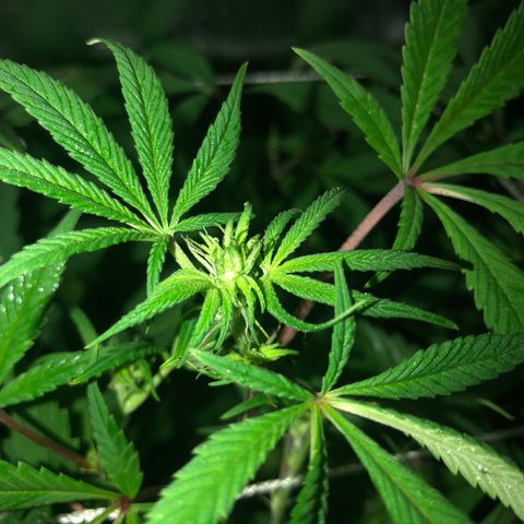 JANE 1 CLONE growlog timeline photo