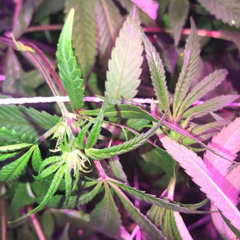 JANE 1 CLONE growlog timeline photo