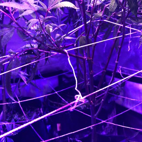 JANE 1 CLONE growlog timeline photo