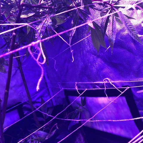 JANE 1 CLONE growlog timeline photo