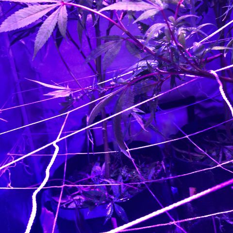 JANE 1 CLONE growlog timeline photo