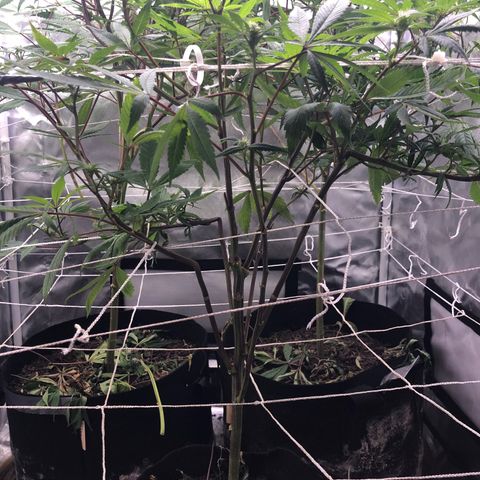 JANE 2 CLONE growlog timeline photo