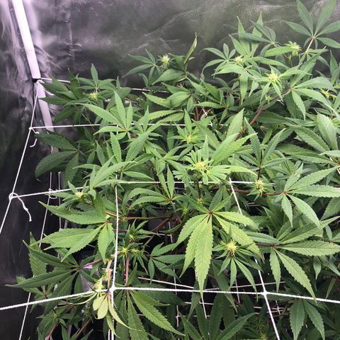 JANE 1 CLONE growlog timeline photo
