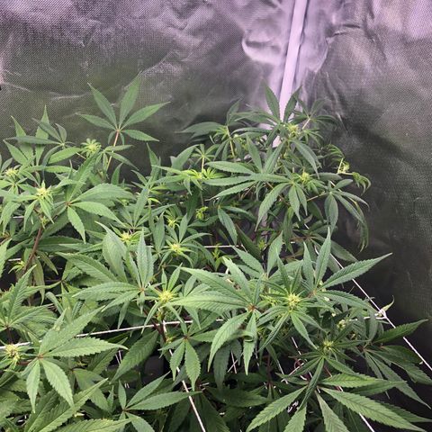 ZA CLONE growlog timeline photo