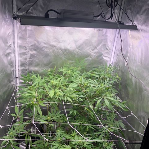 JANE 2 CLONE growlog timeline photo