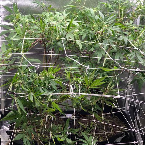 JANE 1 CLONE growlog timeline photo