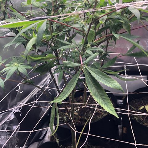 JANE 1 CLONE growlog timeline photo