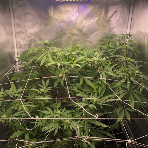 JANE 1 CLONE growlog timeline photo