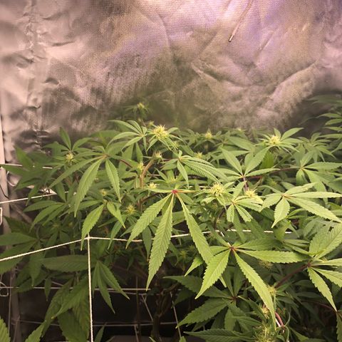 JANE 1 CLONE growlog timeline photo