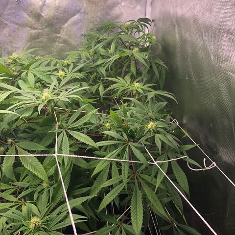 JANE 1 CLONE growlog timeline photo