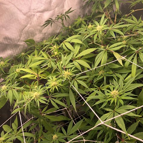 JANE 1 CLONE growlog timeline photo