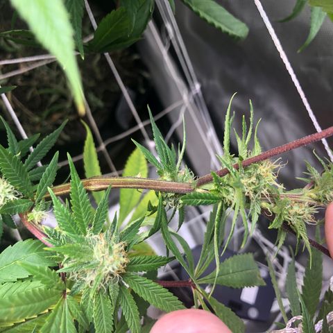 JANE 1 CLONE growlog timeline photo