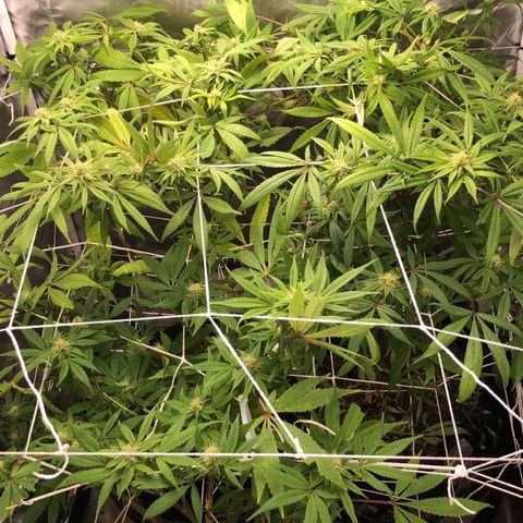 JANE 1 CLONE growlog timeline photo