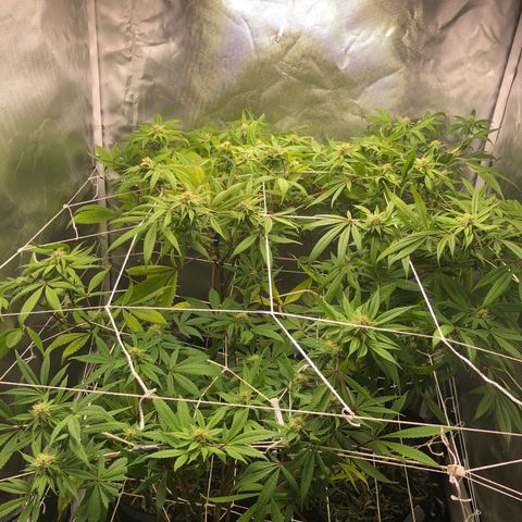 JANE 1 CLONE growlog timeline photo