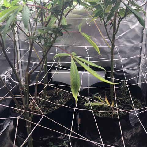 JANE 1 CLONE growlog timeline photo