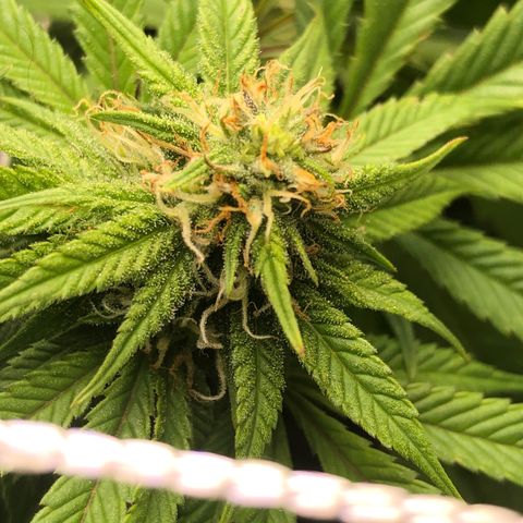 JANE 1 CLONE growlog timeline photo
