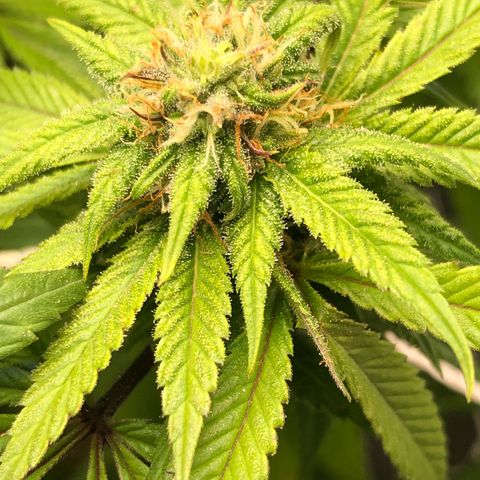 JANE 1 CLONE growlog timeline photo