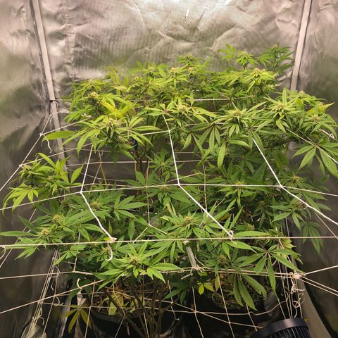 JANE 1 CLONE growlog timeline photo