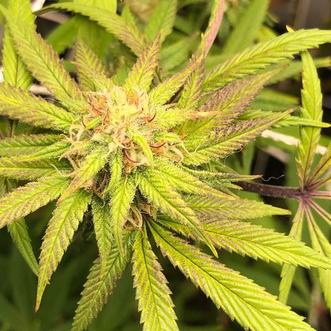 JANE 1 CLONE growlog timeline photo