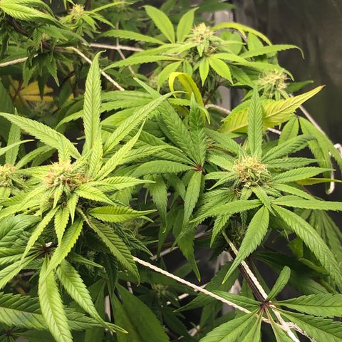 JANE 1 CLONE growlog timeline photo