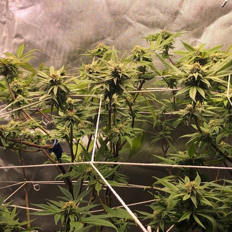 JANE 1 CLONE growlog timeline photo
