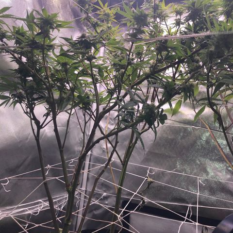JANE 1 CLONE growlog timeline photo