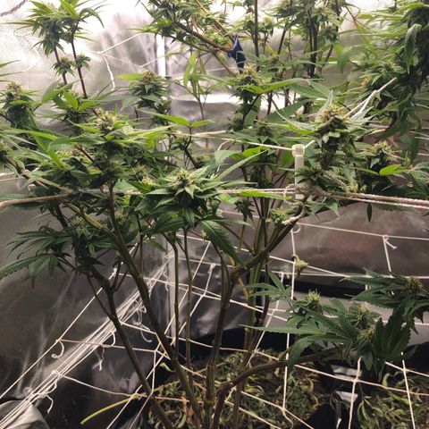 JANE 2 CLONE growlog timeline photo