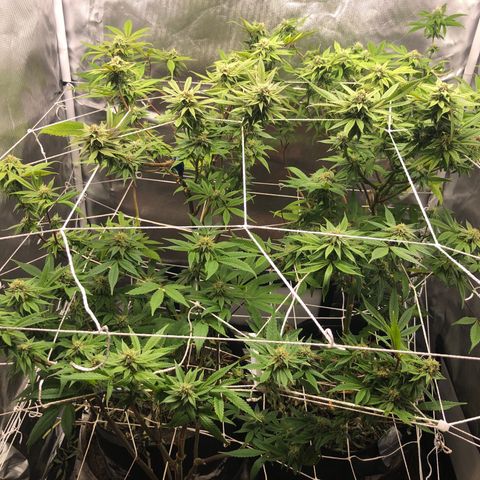 JANE 1 CLONE growlog timeline photo